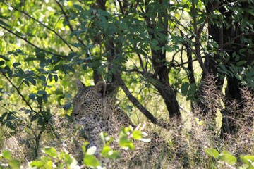 Botswana Afrika Tiere Natur