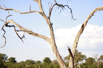 Botswana Afrika Tiere Natur