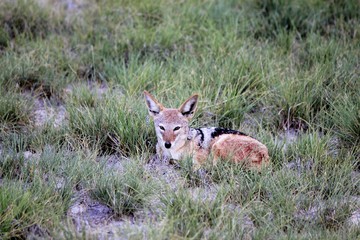 Botswana Afrika Tiere Natur