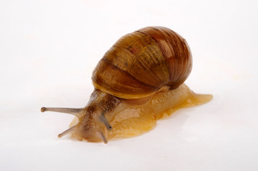 Grunzschnecke (Cantareus apertus, Helix aperta) - green garden snail