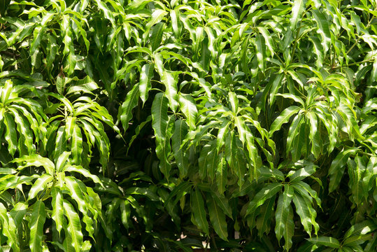 Green mango tree fresh leaves for background