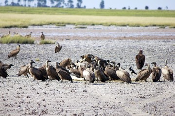 Obraz premium Botswana Afrika Tiere Natur