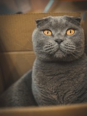 Grey British Scottish cat with yellow eyes sitting in a cardboard box and waiting for the game