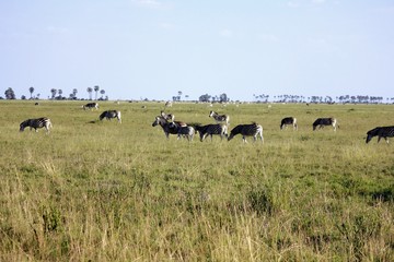 Fototapeta premium Botswana Afrika Tiere Natur