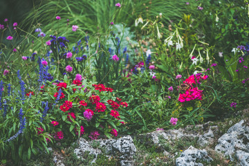 Fototapeta na wymiar Massif de fleurs colorées