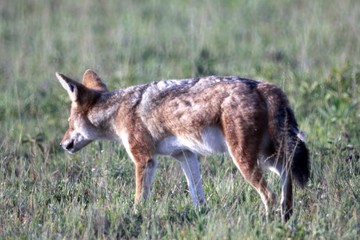Botswana Tiere Natur Afrika