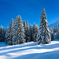 Winter in the Bavarian Allgäu, fir trees covered by snow, bright sunshine, blue sky