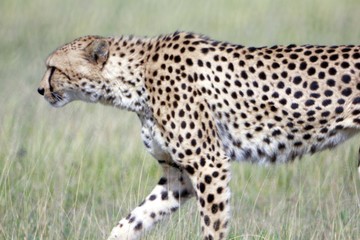 Botswana Tiere Natur