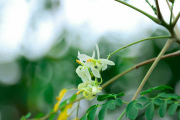 Horse radish tree