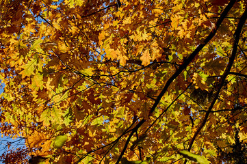 Red oak (Quércus rúbra) with yellow golden leaves in the rays of the morning sun. Yellow leaves with a red tint on the crown of an oak against the blue cloudless sky. Nature concept for design.