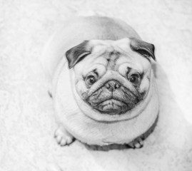 Charming doggy pug looking at camera