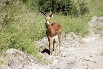 Botswana Tiere Natur