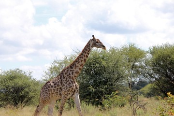 Botswana Tiere Natur