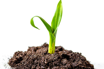 Concept birth of idea- sprout from soil on white background