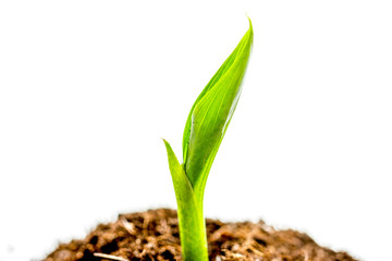 Concept birth of idea- sprout from soil on white background