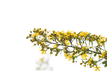 Cassod tree, Thai copper pod (Senna siamea (Lam.)