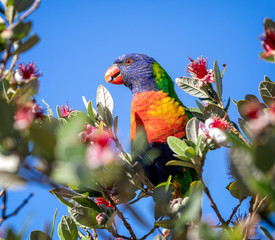 Rainbow lorikeet parrot eating a flower in a small tree on a sunny day