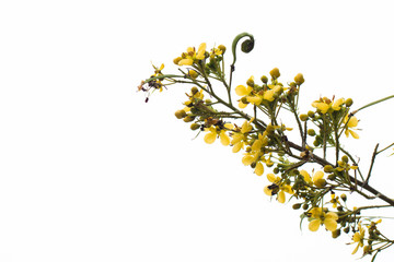 Cassod tree, Thai copper pod (Senna siamea (Lam.)