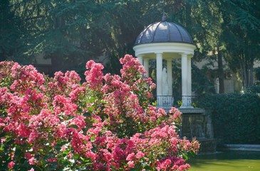 The flowering tree and gazebo