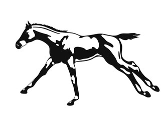 A vector image of a freely cantering foal.