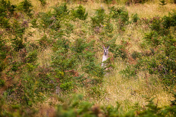 Adult kangaroo hiding in the grassland in Victoria, Australia