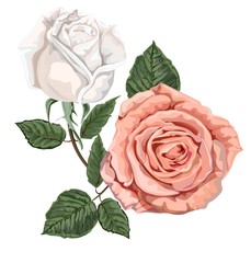 Roses white and pink color