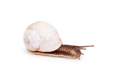 Garden snail isolated on white.