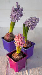 Beautiful hyacinth flowers
