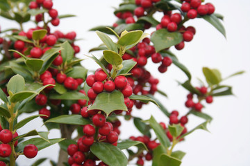 Obraz premium Holly tree with ripe red berries isolated on white background. Ilex cornuta bush in winter 