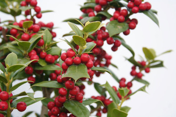 Holly tree with ripe red berries isolated on white background. Ilex cornuta bush in winter 
