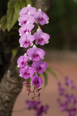 Beautiful blooming orchid outdoor image