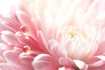 Transparent beautiful water droplets on petals of a pink chrysanthemum flower in spring summer...
