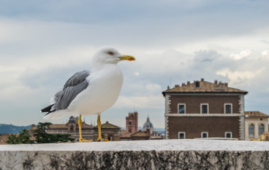  Seagull on the Rome background