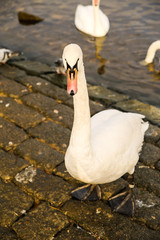 Schwan am Flussufer