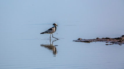Blacksmith Lapwing walking in riverside with reflection in Kruger National park, South Africa ; Specie Vanellus armatus family of Charadriidae