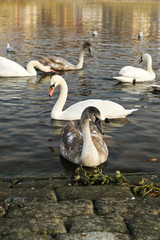 Schwäne am Flussufer