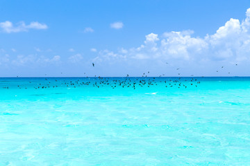 Fototapeta na wymiar travel, tourism, vacation and summer holidays concept - birds flying over ocean in french polynesia