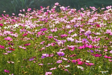 colorful field of cosmos flower on evening