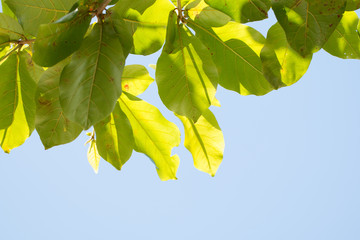 Green tropical leaves on blue sky background