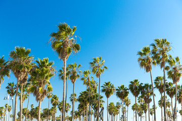 travel, tourism and summer holidays concept - palm trees at venice beach, california