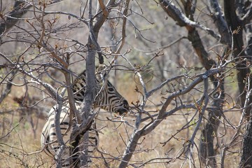 Afrika Botswana Natur Tiere