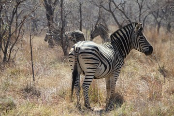 Fototapeta na wymiar Afrika Botswana Natur Tiere