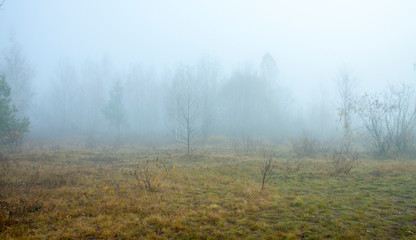 Misty morning on the forest. Beautiful autumn trees on a fog. The trail on a meadow. Frozen grass.