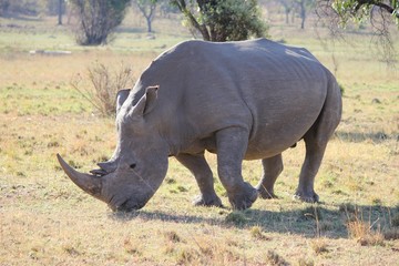 Fototapeta premium Afrika Botswana Natur Tiere