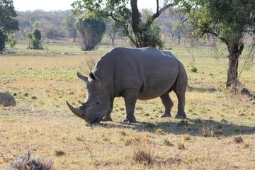 Obraz premium Afrika Botswana Natur Tiere