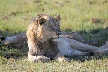 Afrika Botswana Natur Tiere