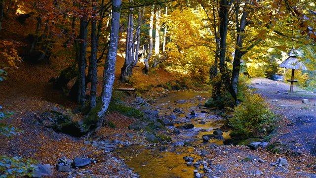Autumn landscape with forest stream. Fall colors woodland nature background.