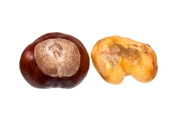 chestnut isolated on white background