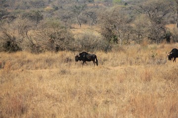 Obraz na płótnie Canvas Afrika Botswana Natur Tiere
