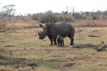 Obraz premium Afrika Botswana Natur Tiere
